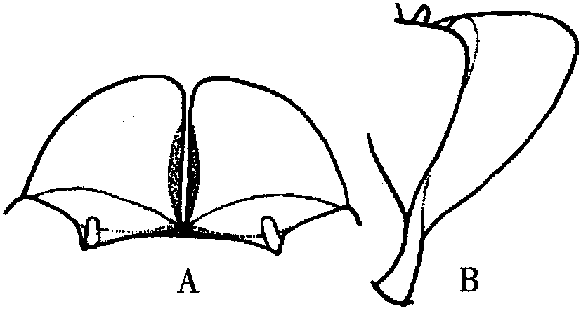 完帶淡毛三節(jié)葉蜂